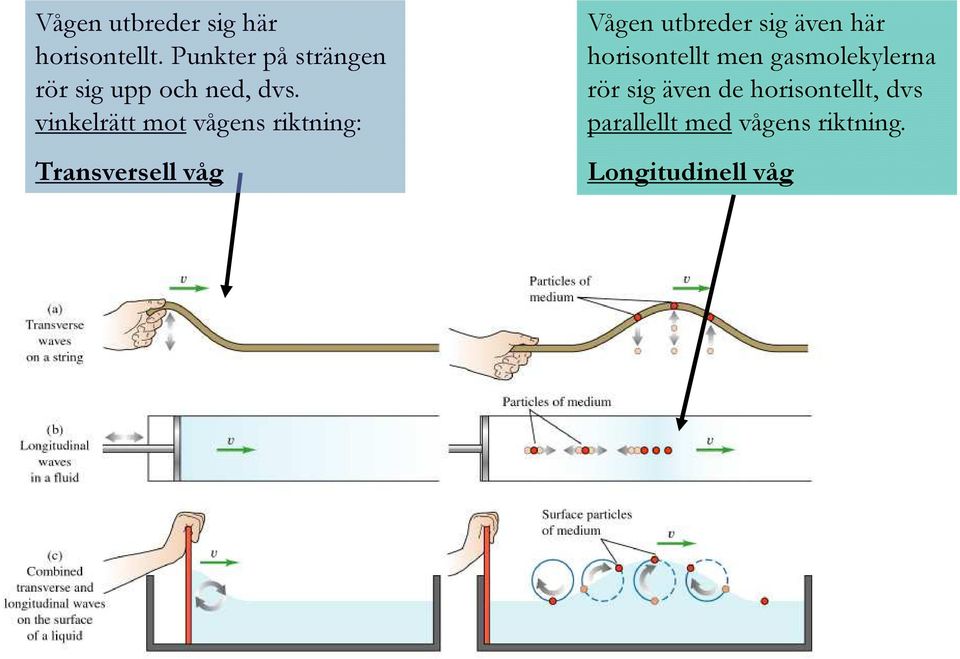 vinkelrätt mot vågens riktning: Transversell våg Vågen utbreder sig