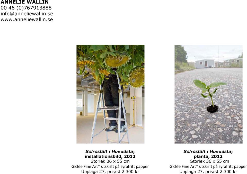 se Solrosfält i Huvudsta; installationsbild, 2012 Storlek 36 x 55 cm