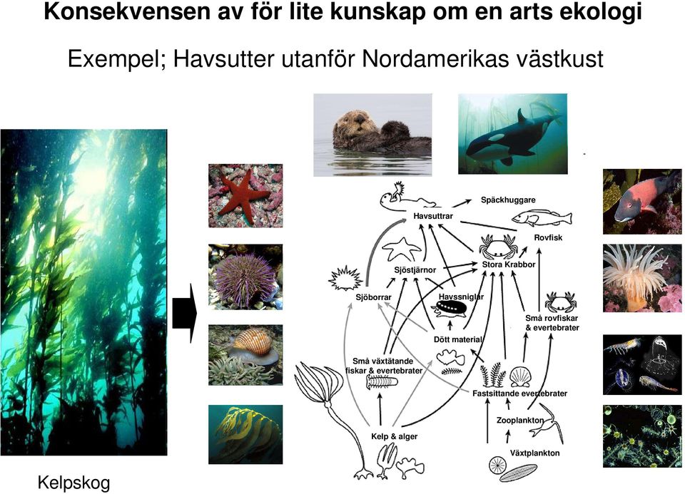 Sjöborrar Havssniglar Dött material Små rovfiskar & evertebrater Små växtätande