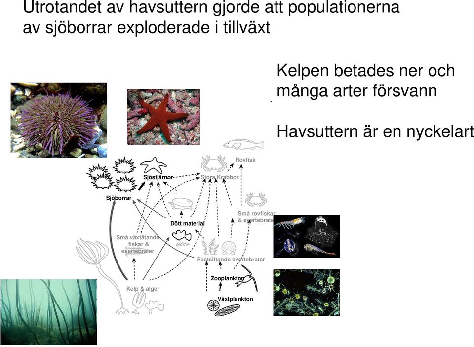 Sjöstjärnor Stora Krabbor Sjöborrar Dött material Små rovfiskar & evertebrater Små