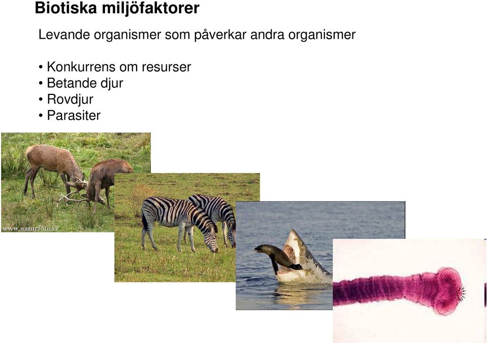 organismer Konkurrens om