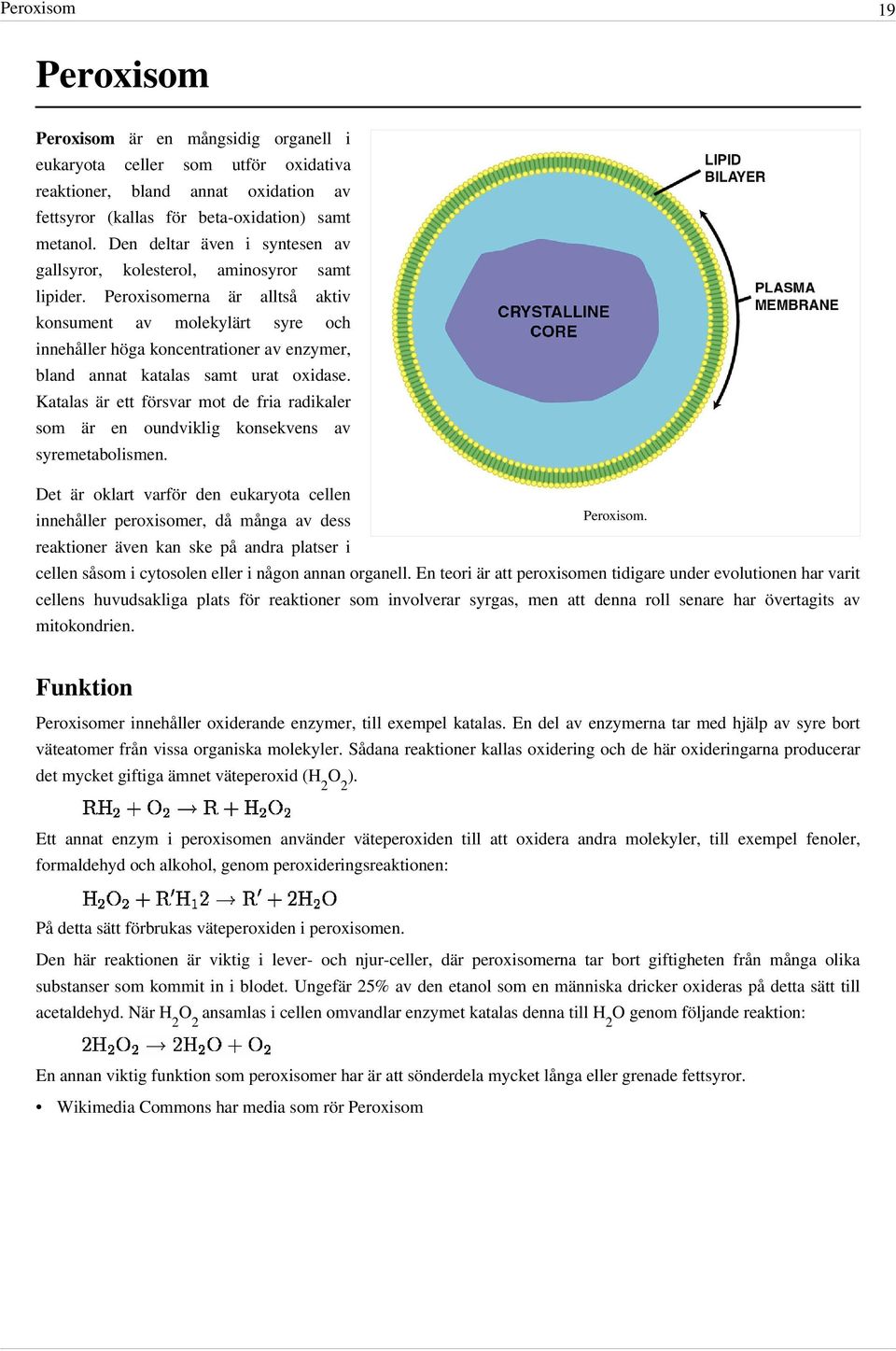 Peroxisomerna är alltså aktiv konsument av molekylärt syre och innehåller höga koncentrationer av enzymer, bland annat katalas samt urat oxidase.