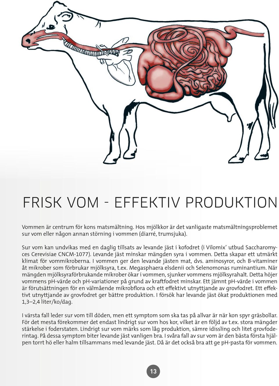 Detta skapar ett utmärkt klimat för vommikroberna. I vommen ger den levande jästen mat, dvs. aminosyror, och B-vitaminer åt mikrober som förbrukar mjölksyra, t.ex.