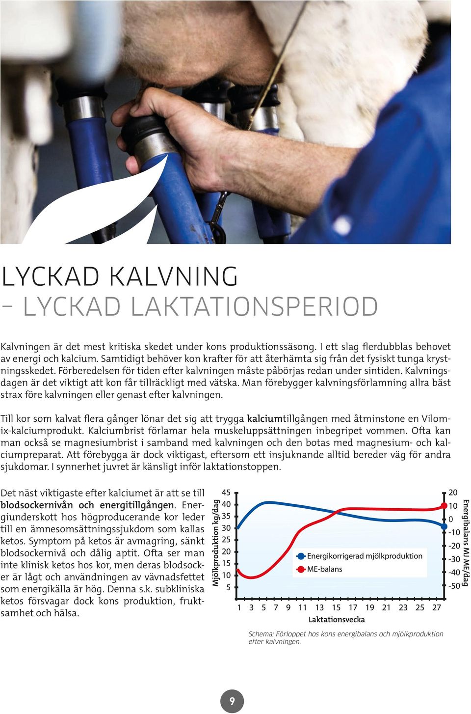 Kalvningsdagen är det viktigt att kon får tillräckligt med vätska. Man förebygger kalvningsförlamning allra bäst strax före kalvningen eller genast efter kalvningen.