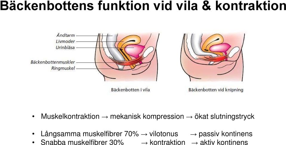 slutningstryck Långsamma muskelfibrer 70% vilotonus