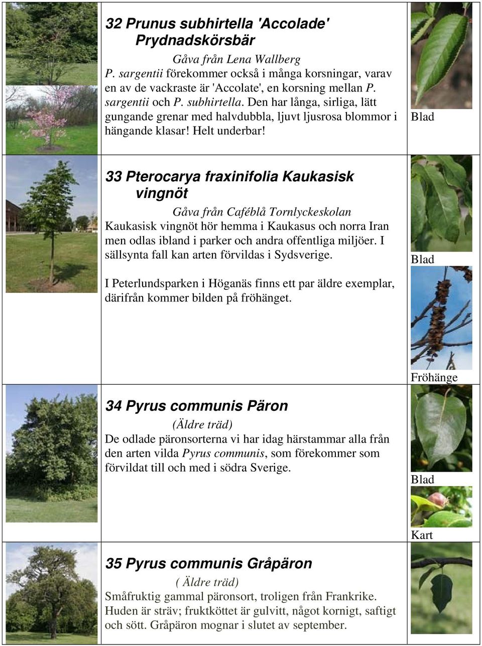 33 Pterocarya fraxinifolia Kaukasisk vingnöt Gåva från Caféblå Tornlyckeskolan Kaukasisk vingnöt hör hemma i Kaukasus och norra Iran men odlas ibland i parker och andra offentliga miljöer.