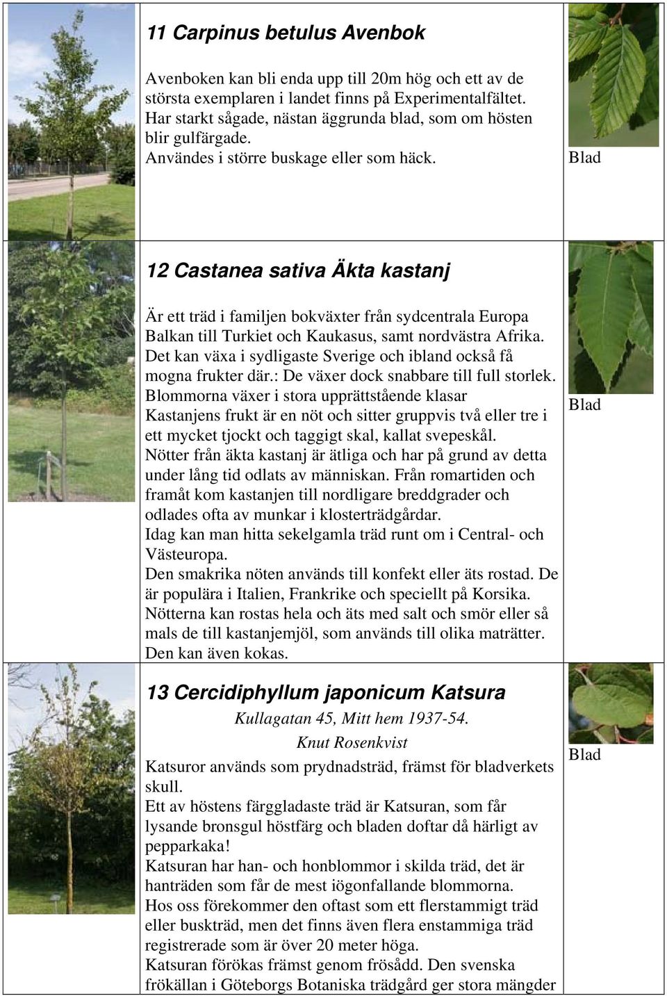 12 Castanea sativa Äkta kastanj Är ett träd i familjen bokväxter från sydcentrala Europa Balkan till Turkiet och Kaukasus, samt nordvästra Afrika.