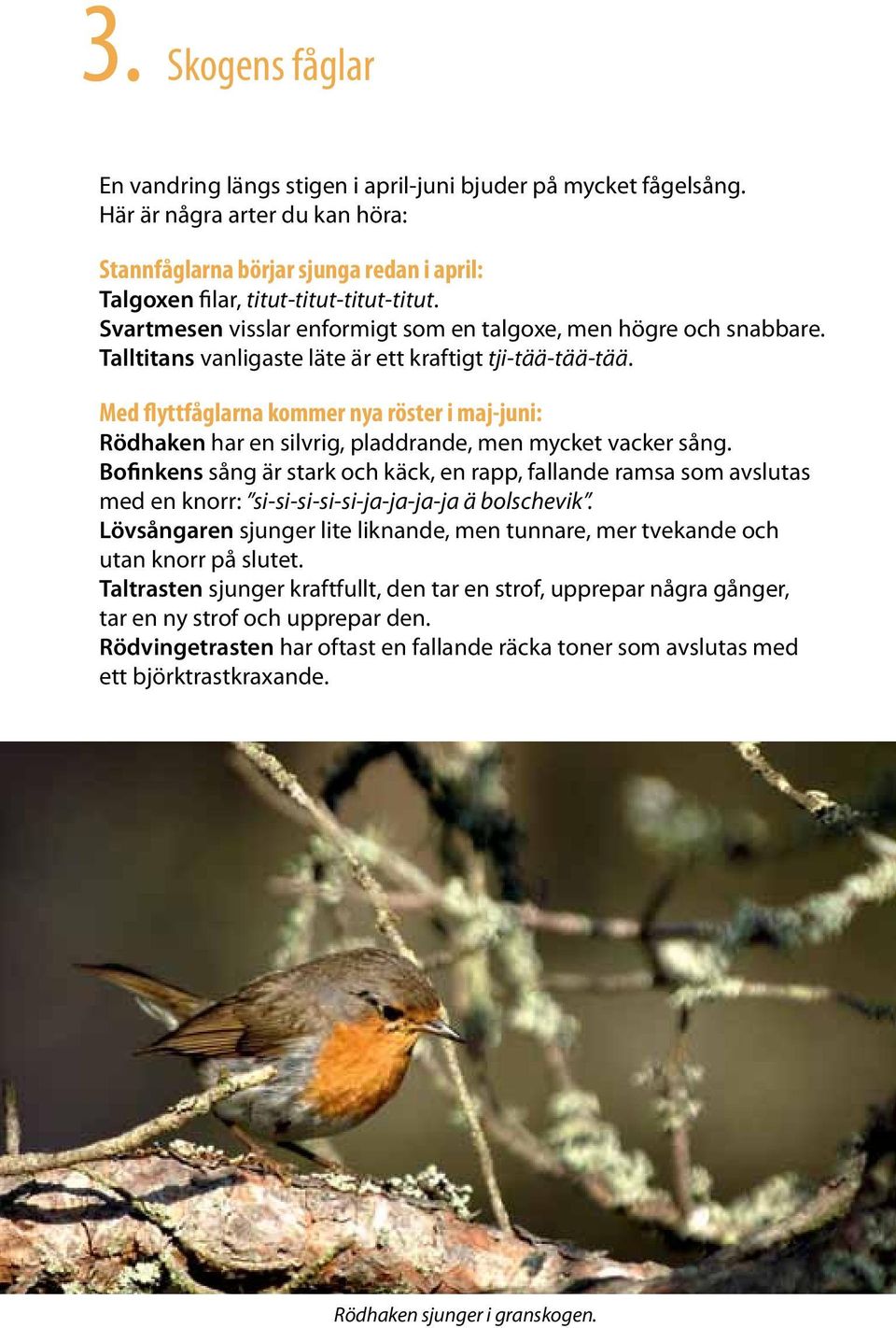 Med flyttfåglarna kommer nya röster i maj-juni: Rödhaken har en silvrig, pladdrande, men mycket vacker sång.