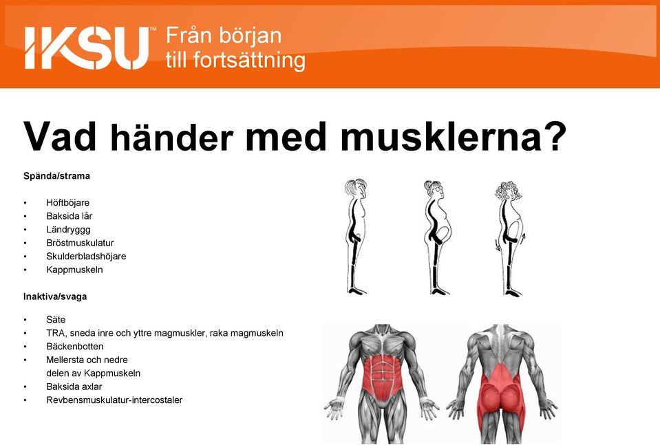 Skulderbladshöjare Kappmuskeln Inaktiva/svaga Säte TRA, sneda inre och