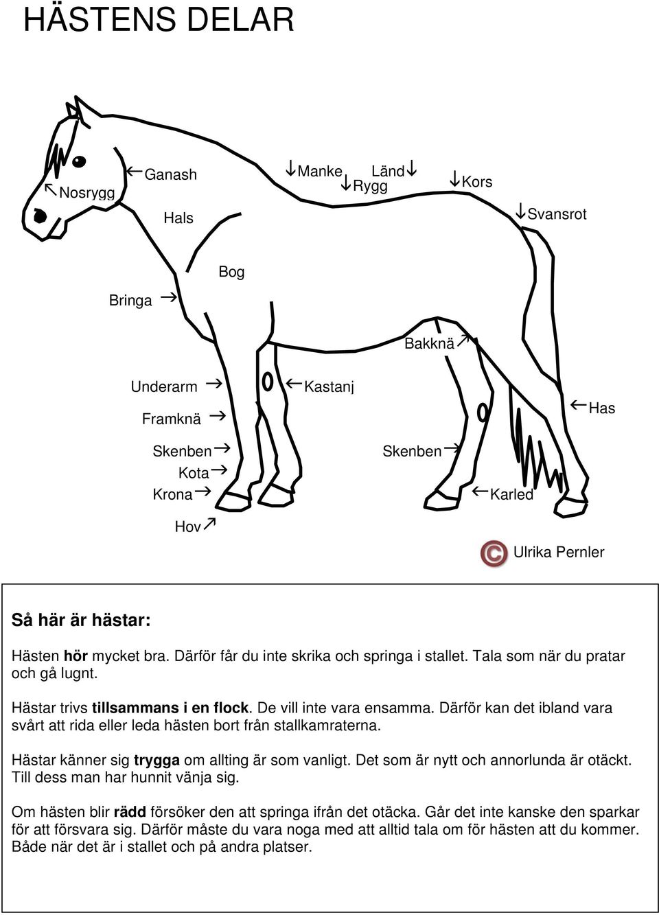 Därför kan det ibland vara svårt att rida eller leda hästen bort från stallkamraterna. Hästar känner sig trygga om allting är som vanligt. Det som är nytt och annorlunda är otäckt.