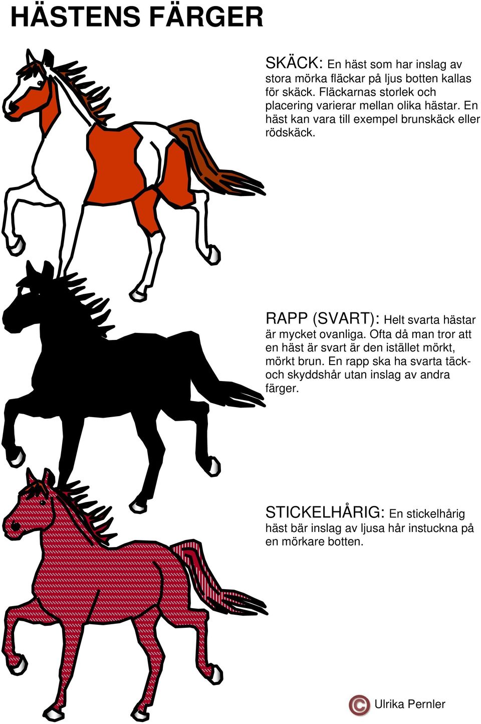 RAPP (SVART): Helt svarta hästar är mycket ovanliga. Ofta då man tror att en häst är svart är den istället mörkt, mörkt brun.