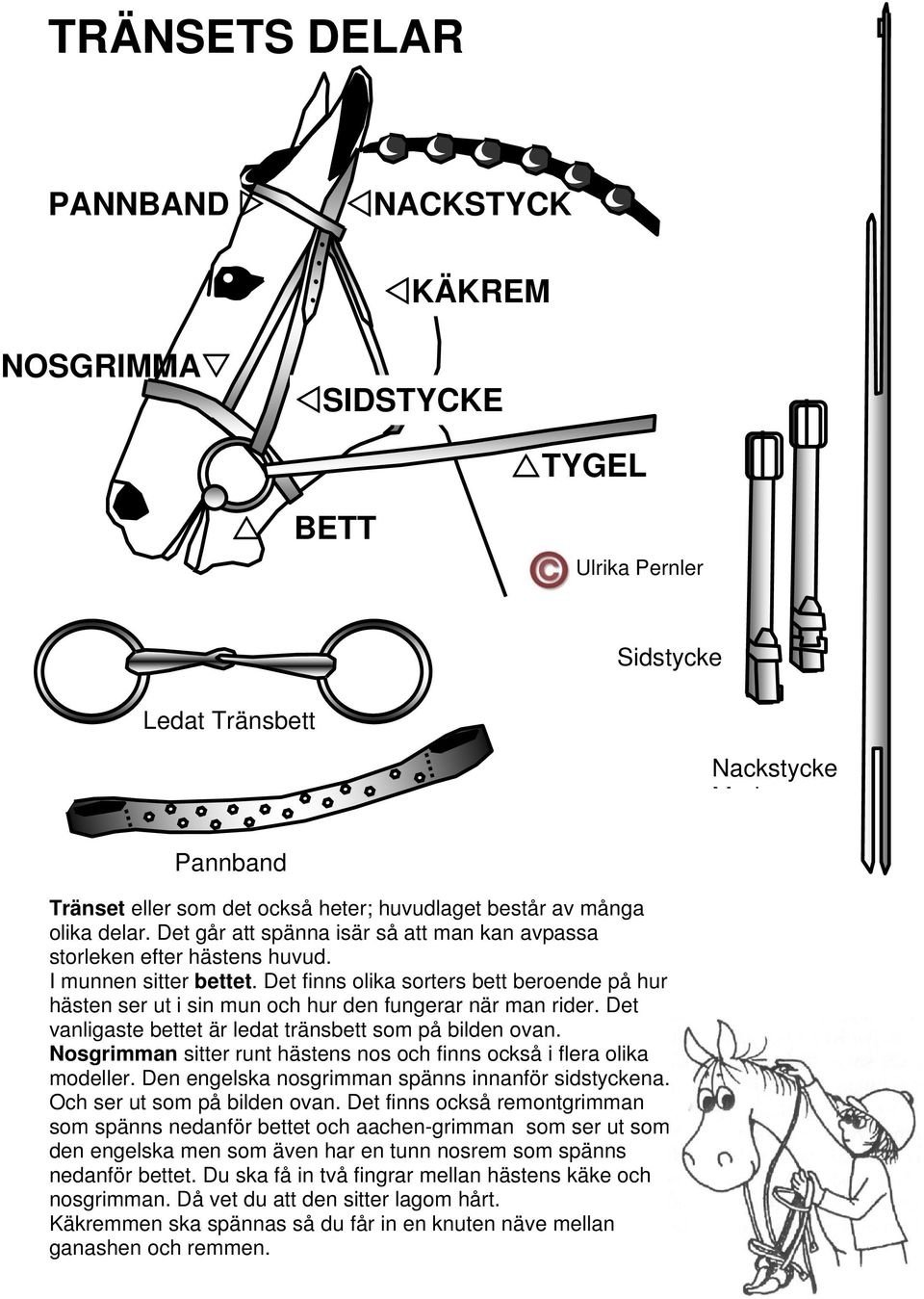 Det finns olika sorters bett beroende på hur hästen ser ut i sin mun och hur den fungerar när man rider. Det vanligaste bettet är ledat tränsbett som på bilden ovan.