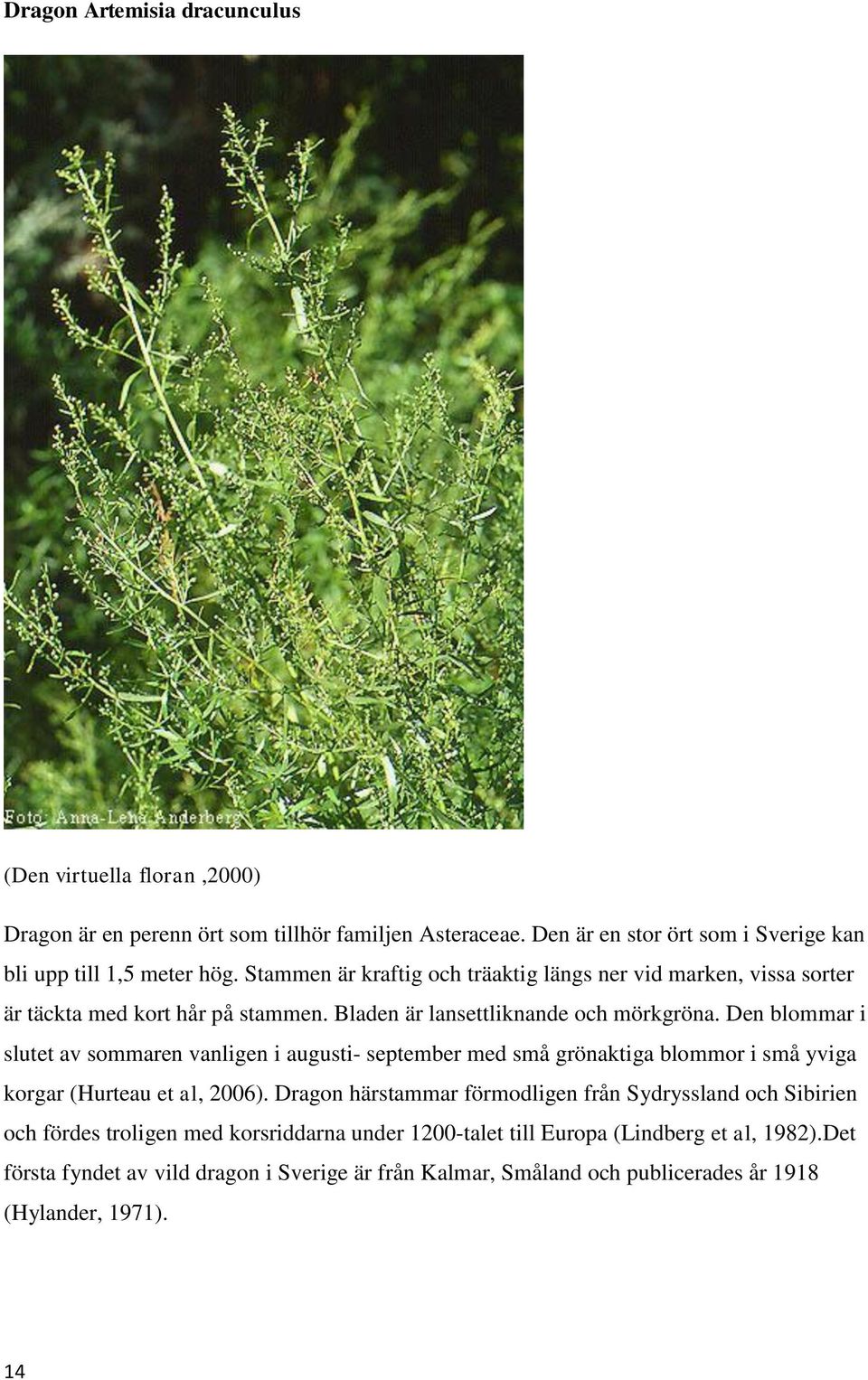 Den blommar i slutet av sommaren vanligen i augusti- september med små grönaktiga blommor i små yviga korgar (Hurteau et al, 2006).
