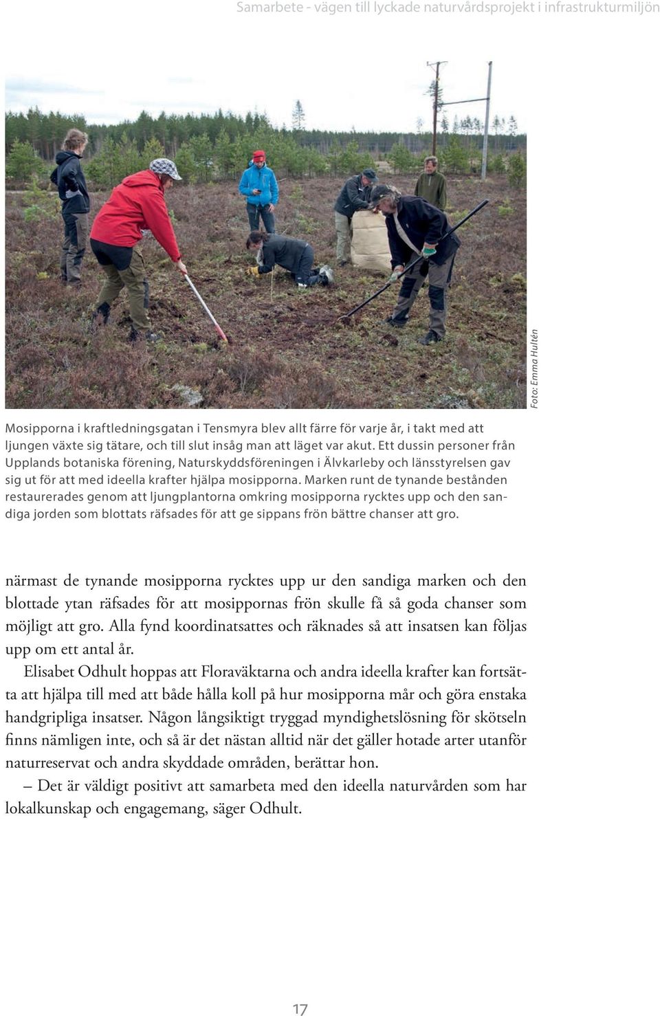 Ett dussin personer från Upplands botaniska förening, Naturskyddsföreningen i Älvkarleby och länsstyrelsen gav sig ut för att med ideella krafter hjälpa mosipporna.
