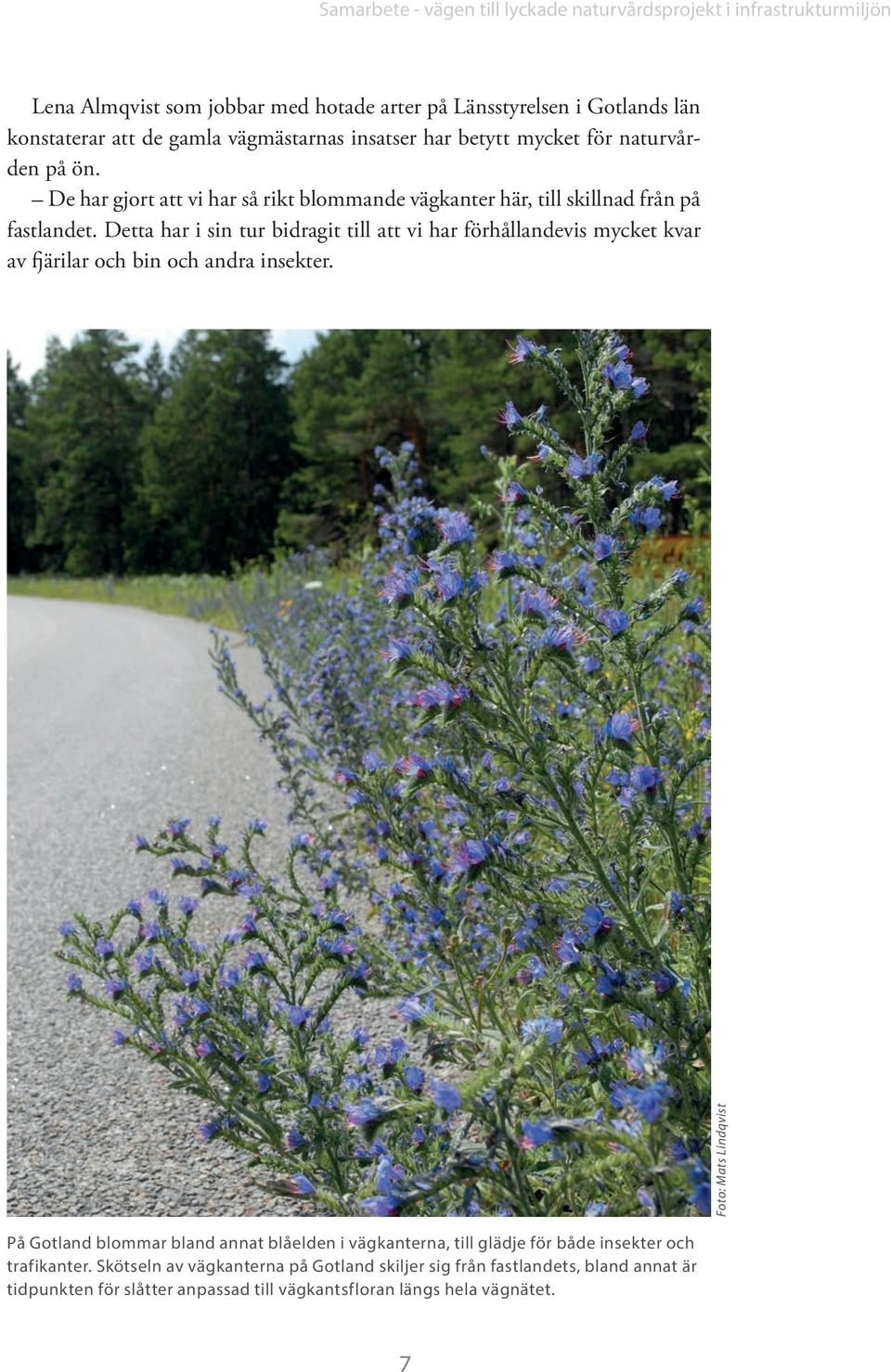 Detta har i sin tur bidragit till att vi har förhållandevis mycket kvar av fjärilar och bin och andra insekter.