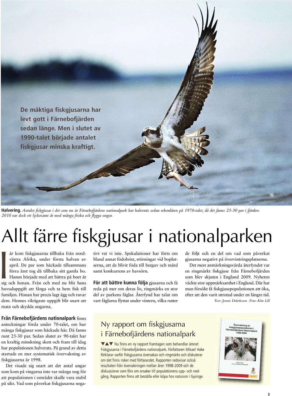 2010 var dock ett lyckosamt år med många friska och flygga ungar. Allt färre fiskgjusar i nationalparken Iår kom fiskgjusarna tillbaka från nordvästra Afrika, under första halvan av april.