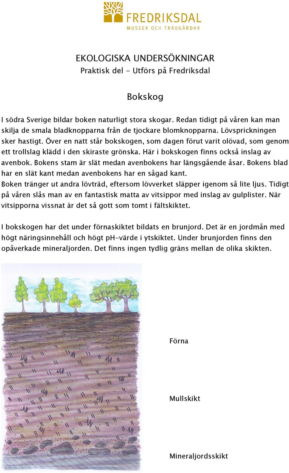 Över en natt står bokskogen, som dagen förut varit olövad, som genom ett trollslag klädd i den skiraste grönska. Här i bokskogen finns också inslag av avenbok.