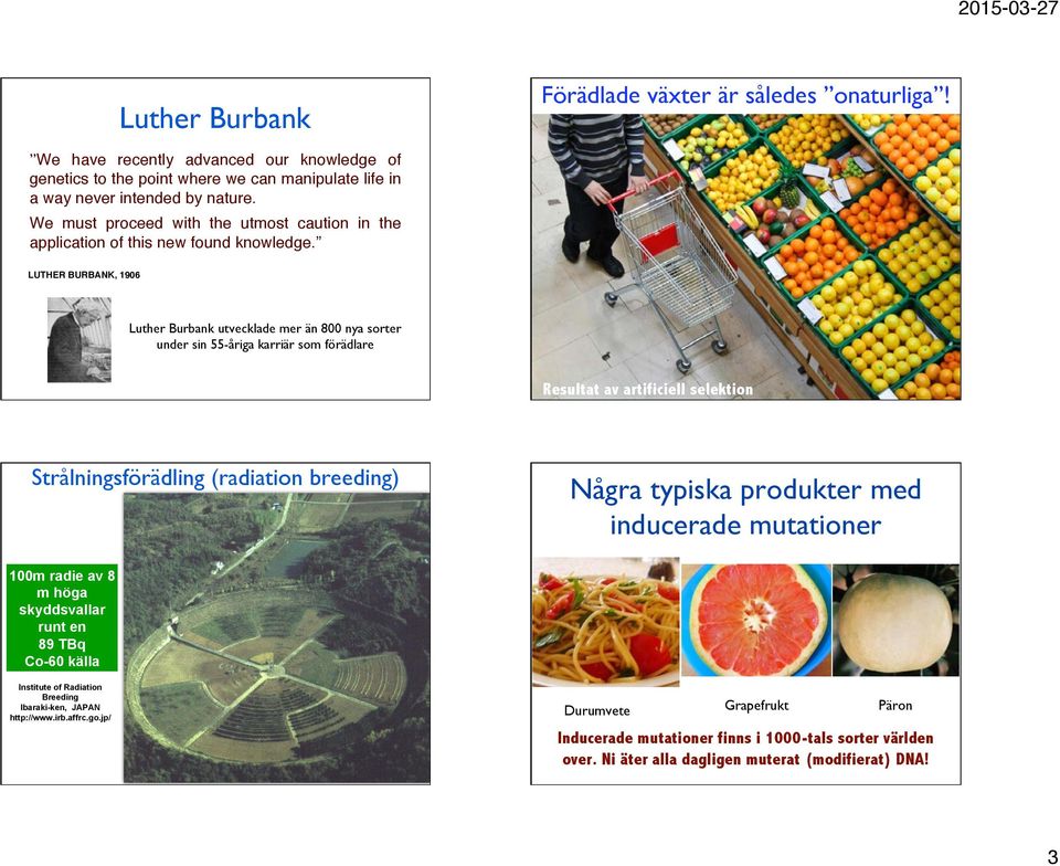 Luther Burbank utvecklade mer än 800 nya sorter under sin 55-åriga karriär som förädlare Resultat av artificiell selektion Strålningsförädling (radiation breeding) Några typiska produkter med