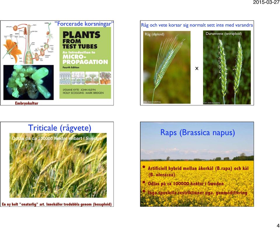 Raps (Brassica napus) Artificiell hybrid mellan åkerkål (B.rapa) och kål (B.