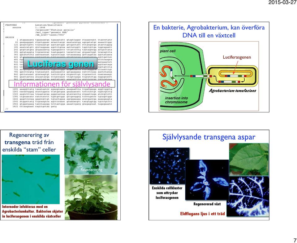 Regenerering Internoder infekteras med en Agrobacteriumkultur.