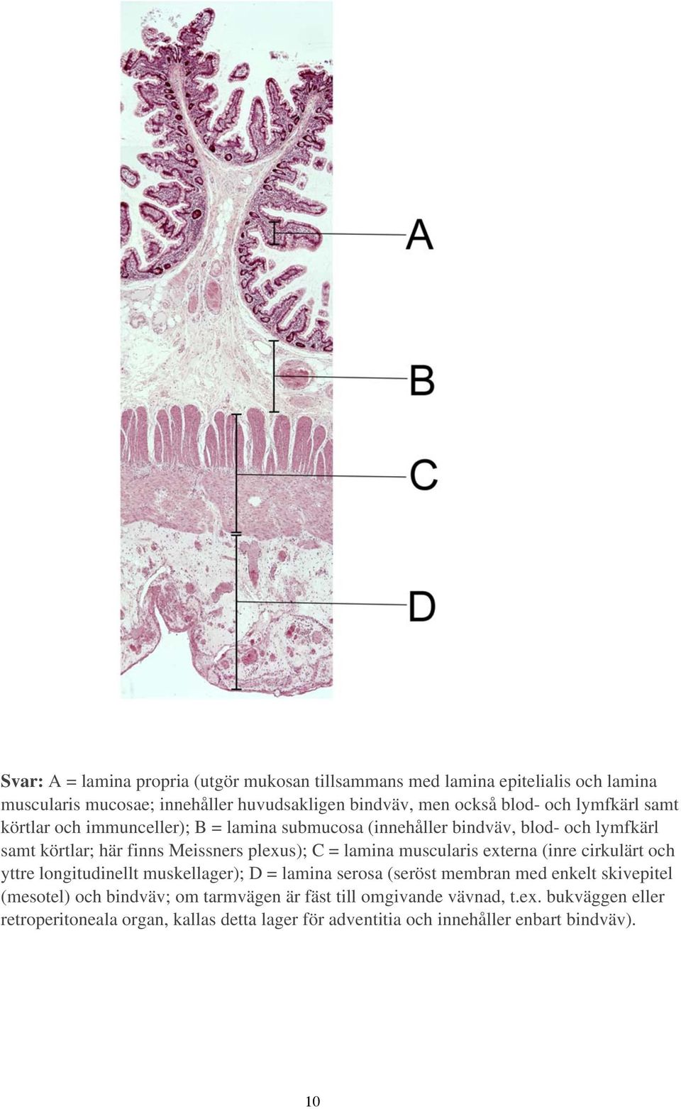 lamina muscularis externa (inre cirkulärt och yttre longitudinellt muskellager); D = lamina serosa (seröst membran med enkelt skivepitel (mesotel) och