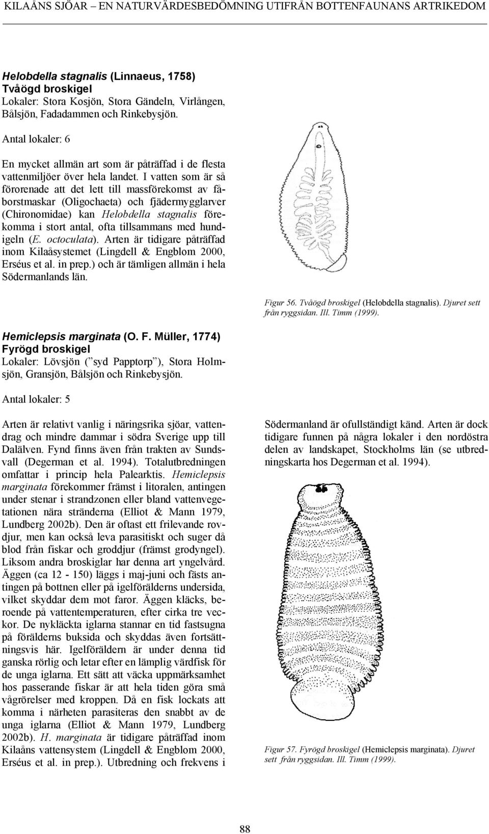 I vatten som är så förorenade att det lett till massförekomst av fåborstmaskar (Oligochaeta) och fjädermygglarver (Chironomidae) kan Helobdella stagnalis förekomma i stort antal, ofta tillsammans med