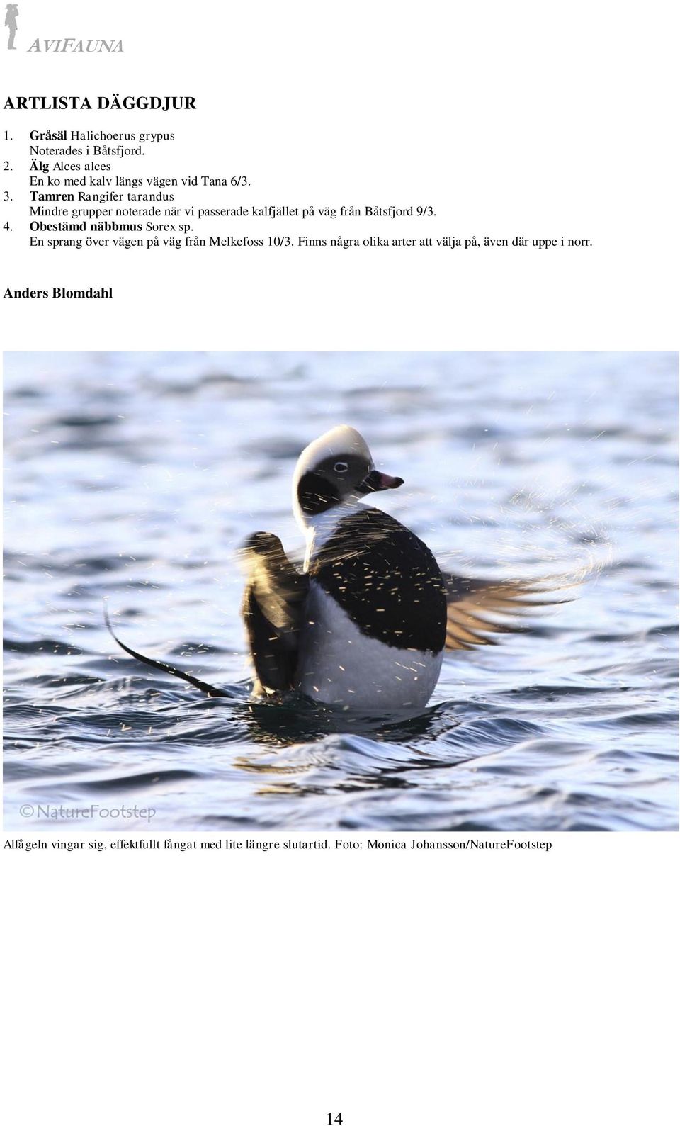 Tamren Rangifer tarandus Mindre grupper noterade när vi passerade kalfjället på väg från Båtsfjord 9/3. 4.