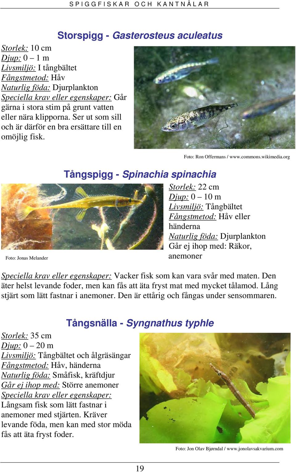 org Foto: Jonas Melander Tångspigg - Spinachia spinachia Storlek: 22 cm Djup: 0 10 m Livsmiljö: Tångbältet Fångstmetod: Håv eller händerna Naturlig föda: Djurplankton Går ej ihop med: Räkor, anemoner