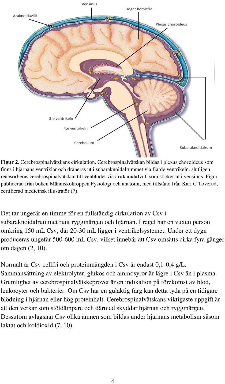 Figur publicerad från boken Människokroppen Fysiologi och anatomi, med tillstånd från Kari C Toverud, certifierad medicinsk illustratör (7).