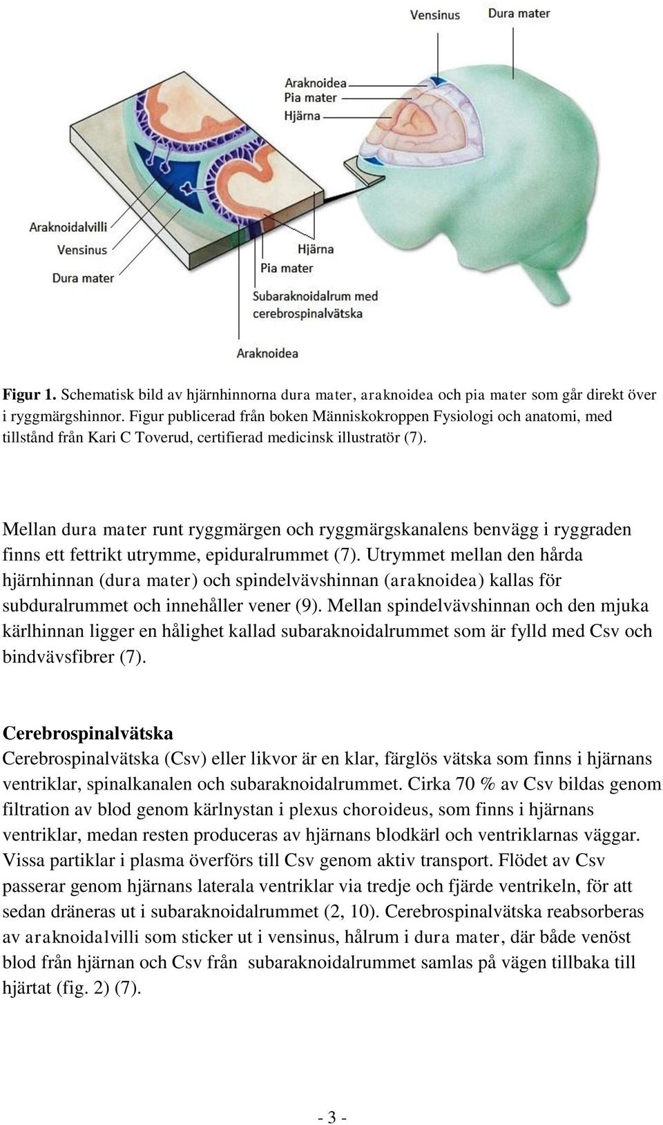 Mellan dura mater runt ryggmärgen och ryggmärgskanalens benvägg i ryggraden finns ett fettrikt utrymme, epiduralrummet (7).