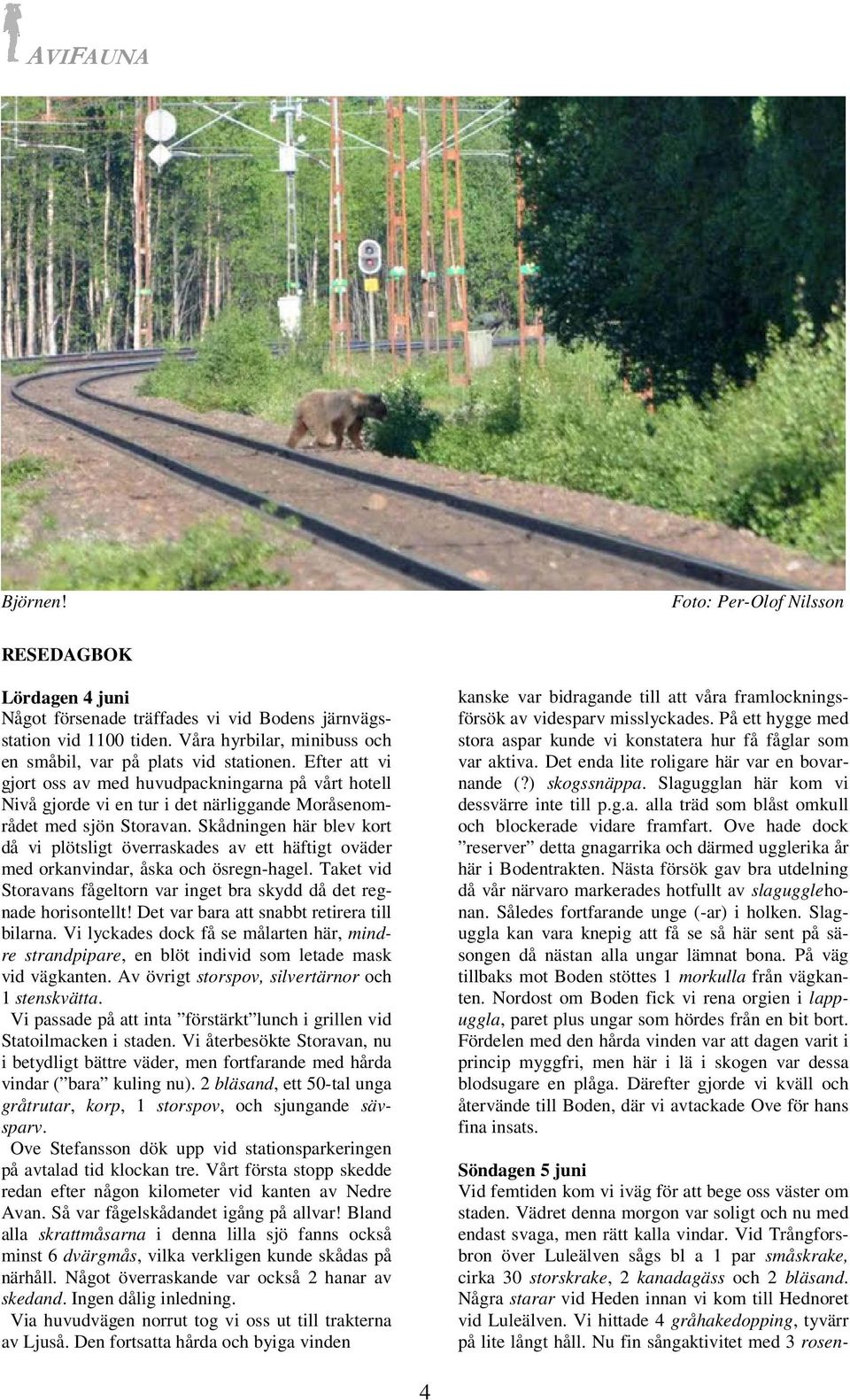 Skådningen här blev kort då vi plötsligt överraskades av ett häftigt oväder med orkanvindar, åska och ösregn-hagel. Taket vid Storavans fågeltorn var inget bra skydd då det regnade horisontellt!