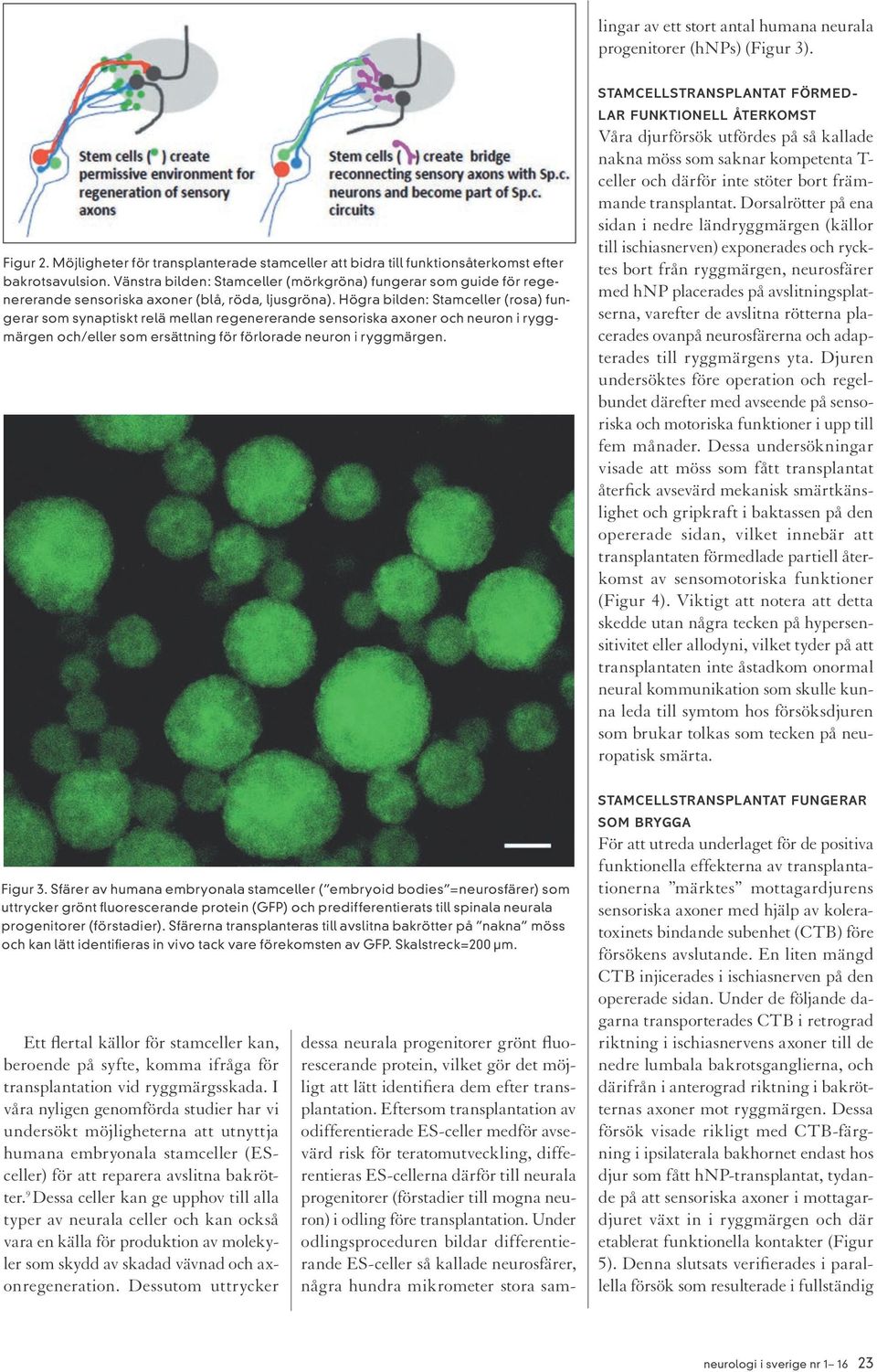 Högra bilden: Stamceller (rosa) fungerar som synaptiskt relä mellan regenererande sensoriska axoner och neuron i ryggmärgen och/eller som ersättning för förlorade neuron i ryggmärgen.