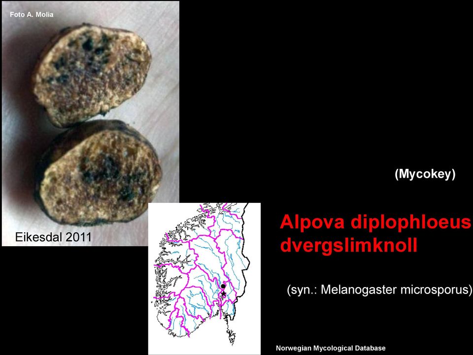 Alpova diplophloeus