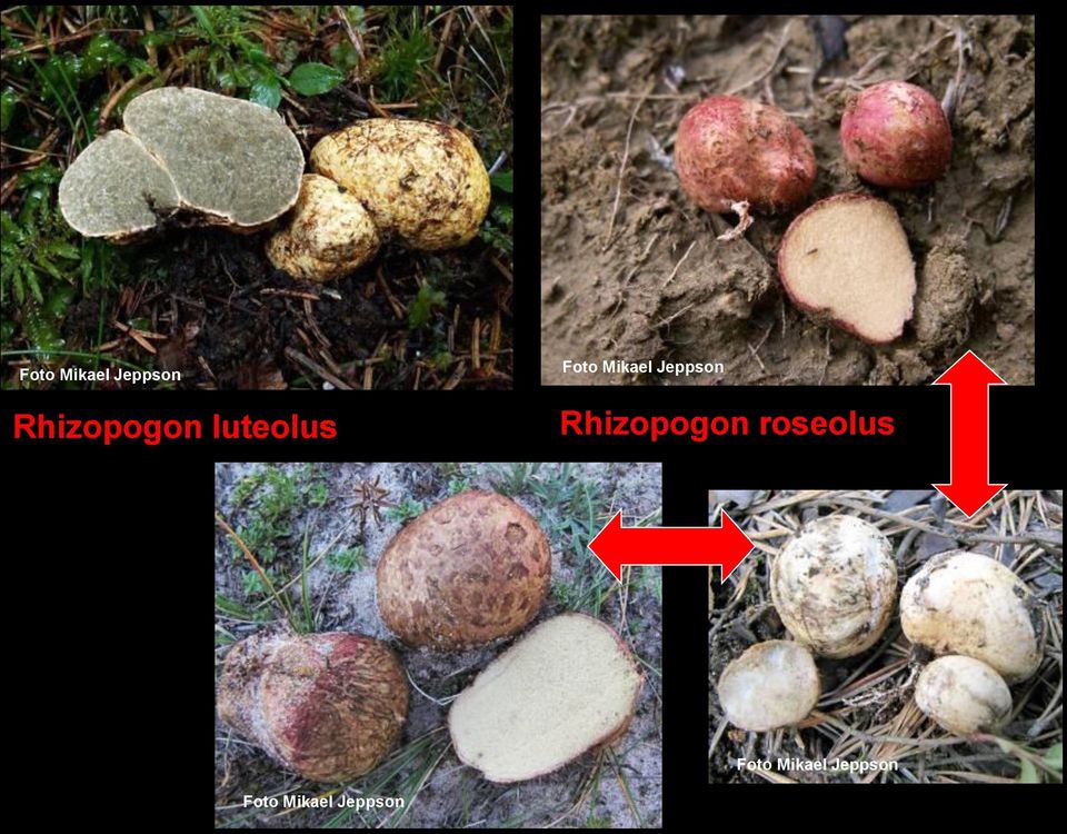 Rhizopogon roseolus