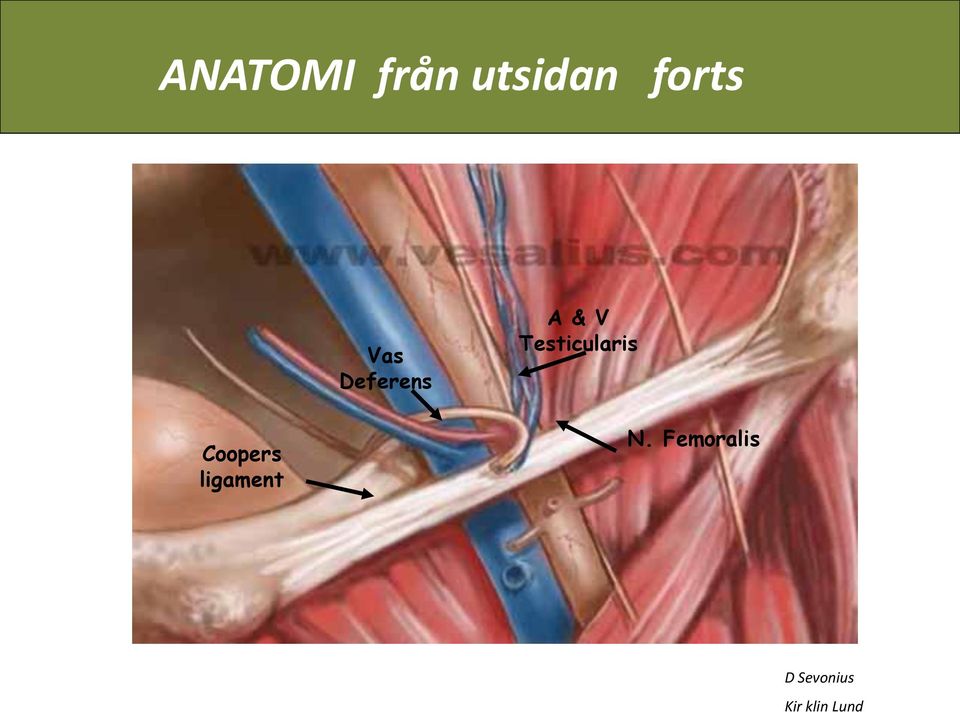 & V Testicularis