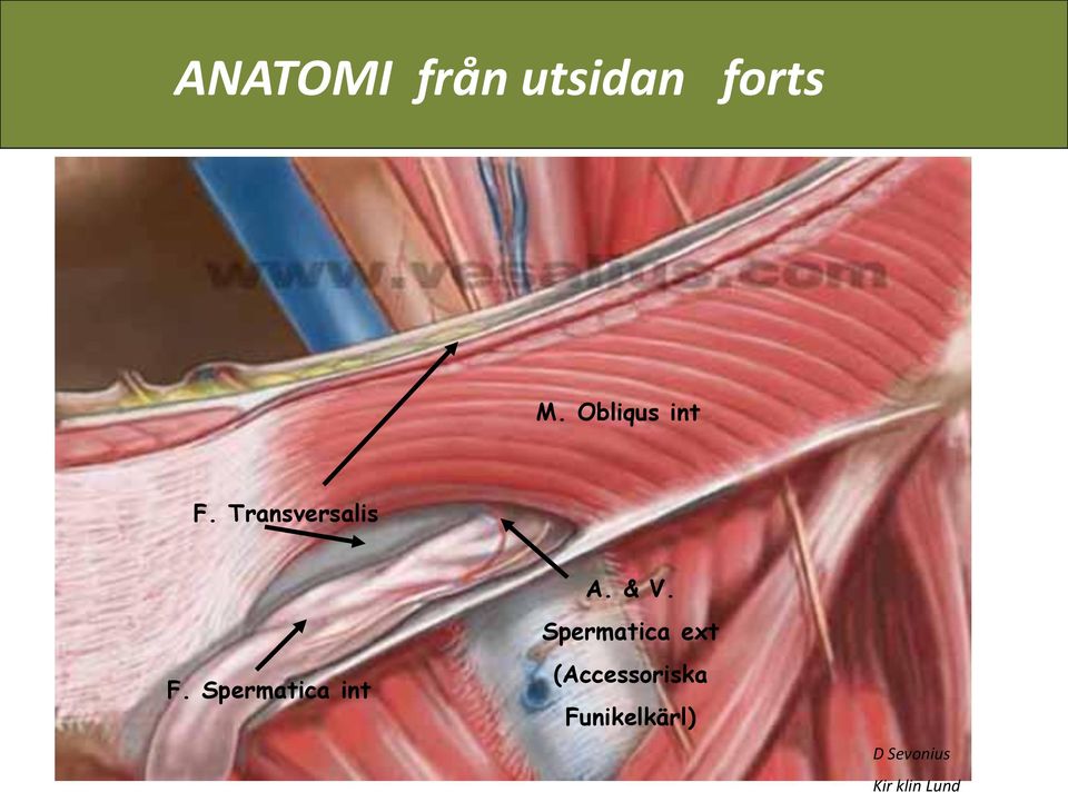 Transversalis F. spermatica int F. Spermatica int A. & V.