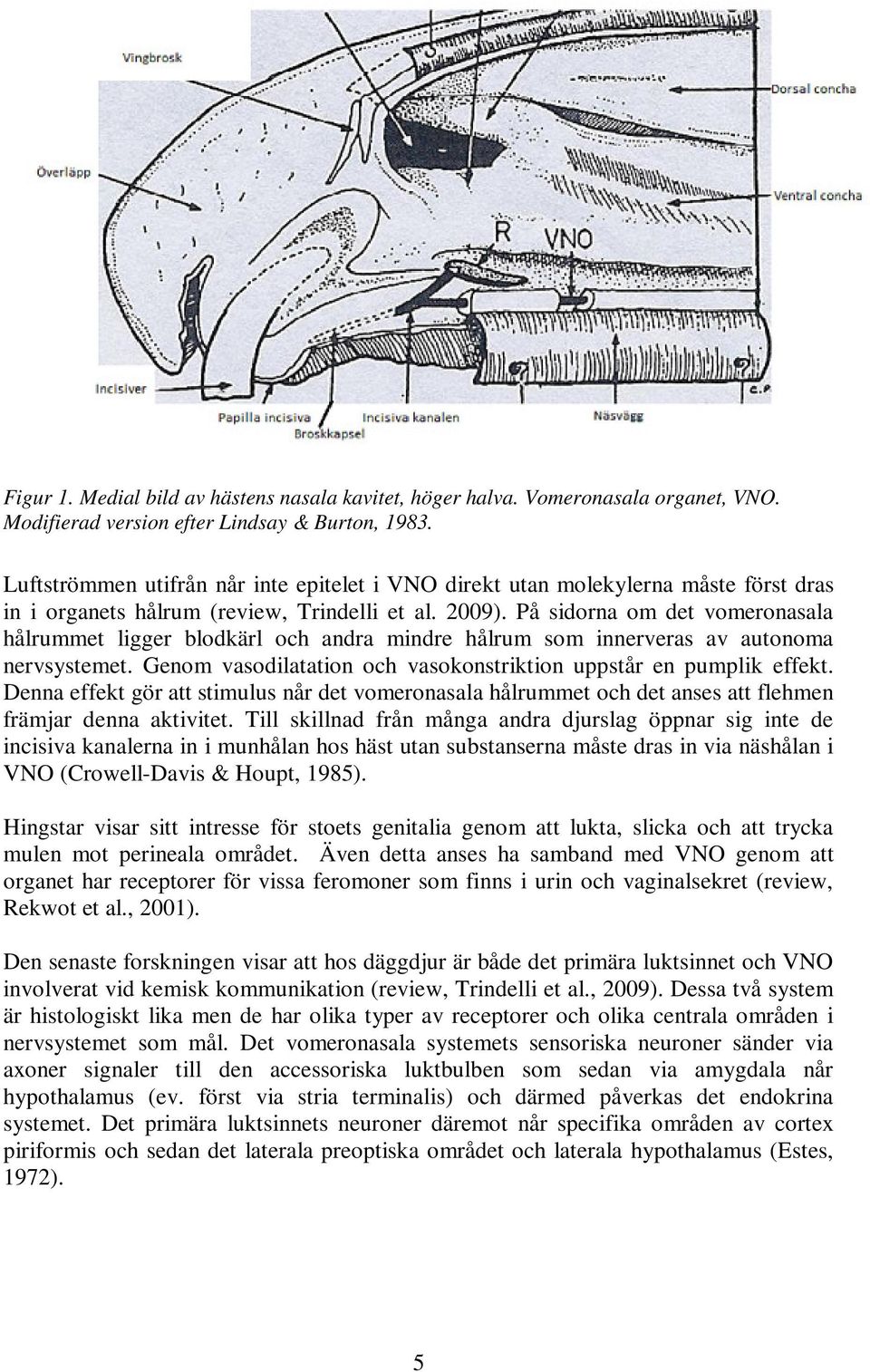 På sidorna om det vomeronasala hålrummet ligger blodkärl och andra mindre hålrum som innerveras av autonoma nervsystemet. Genom vasodilatation och vasokonstriktion uppstår en pumplik effekt.