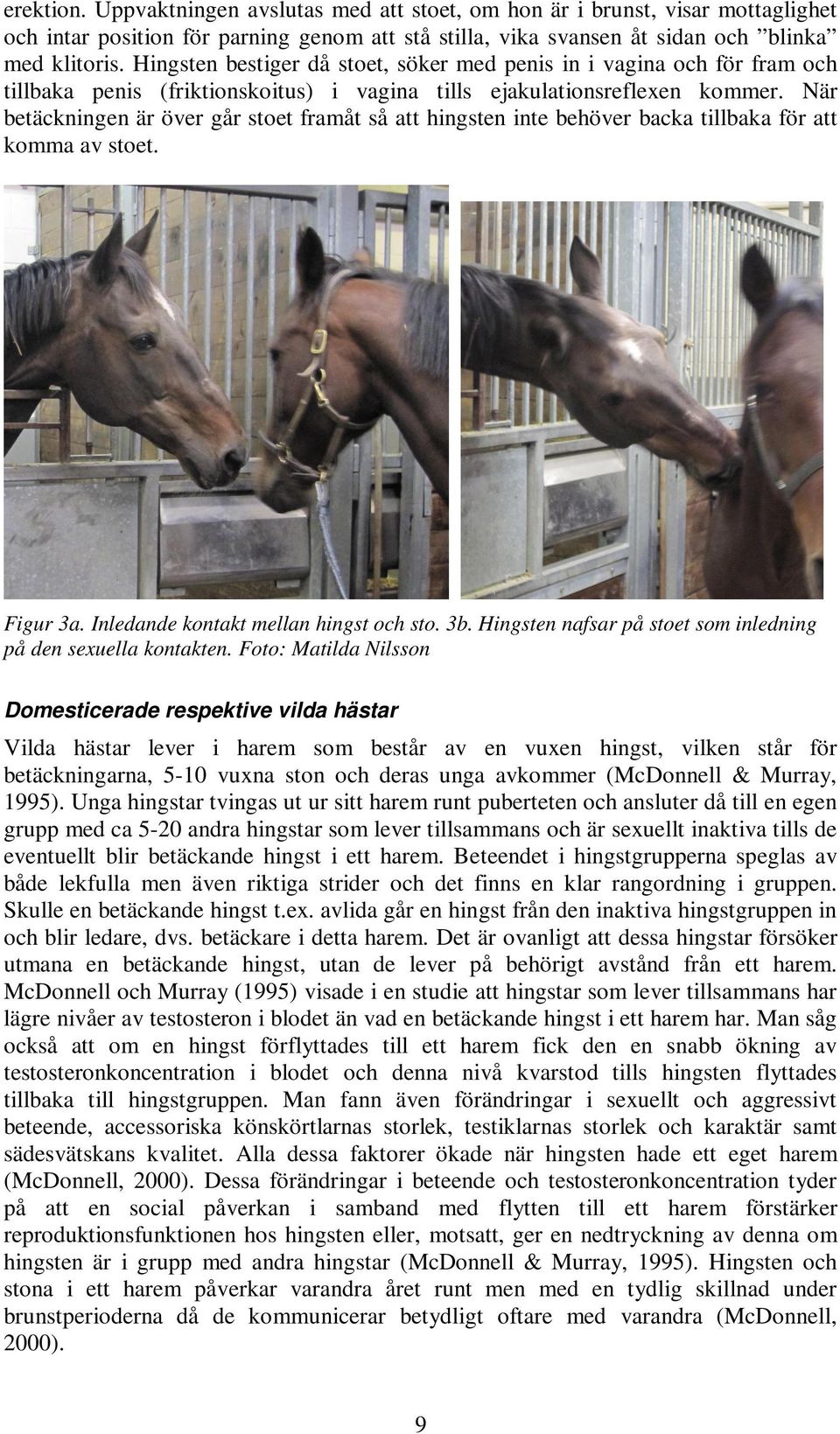 När betäckningen är över går stoet framåt så att hingsten inte behöver backa tillbaka för att komma av stoet. Figur 3a. Inledande kontakt mellan hingst och sto. 3b.