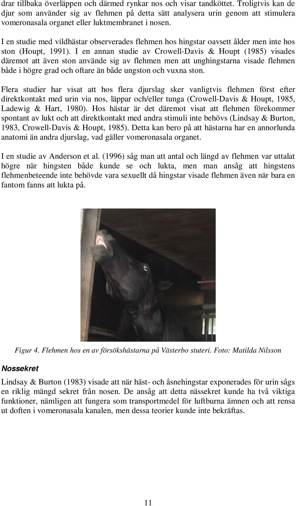 I en studie med vildhästar observerades flehmen hos hingstar oavsett ålder men inte hos ston (Houpt, 1991).