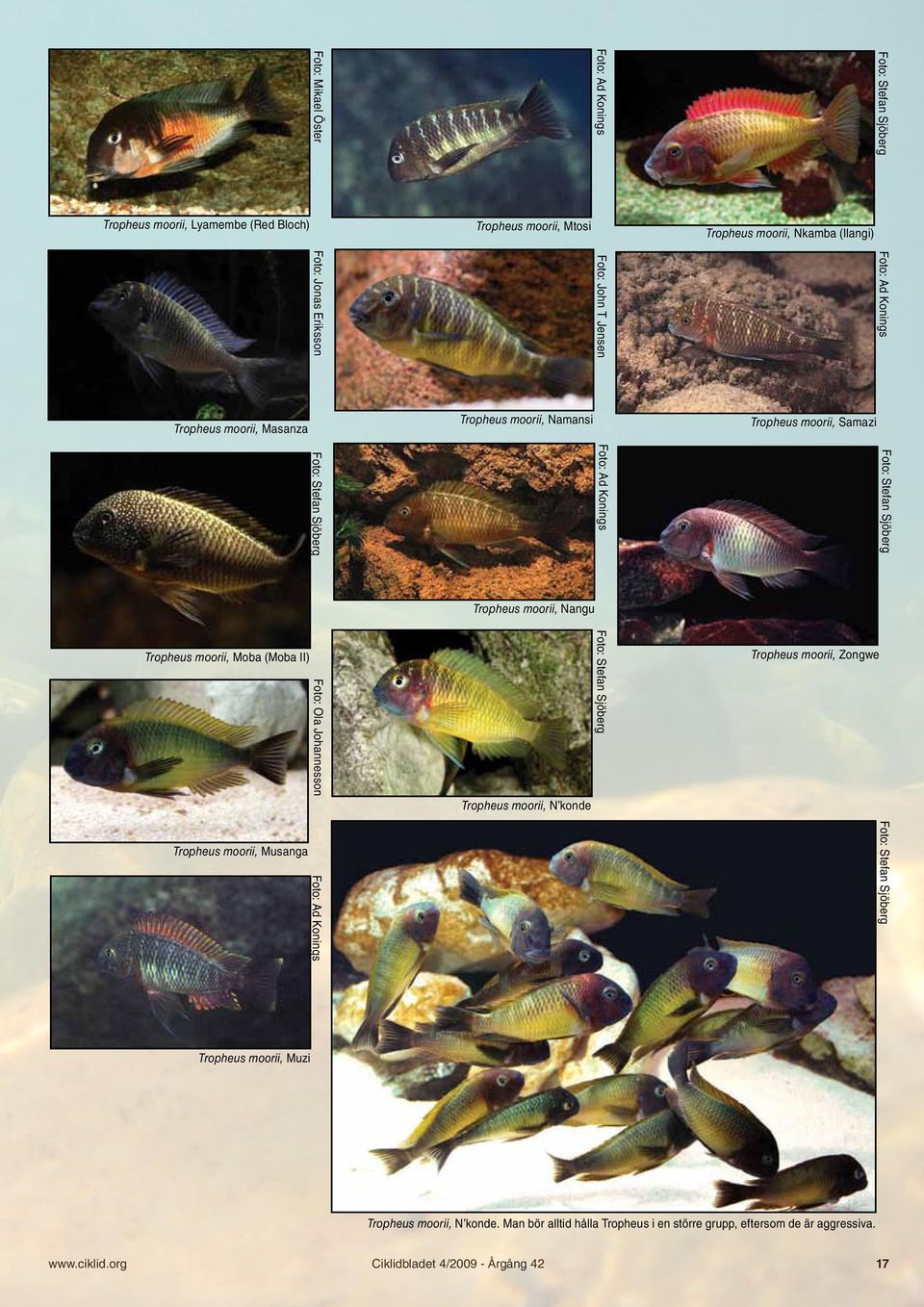 Moba (Moba II) Foto: Ola Johannesson Tropheus moorii, N konde Tropheus moorii, Zongwe Tropheus moorii, Musanga Tropheus moorii, Muzi