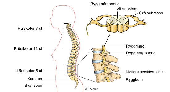 ett svanssegment. Från vart och ett av de 31 segmenten utgår ett par ryggmärgsnerver. De sju översta paren passerar ut ovanför respektive kota.