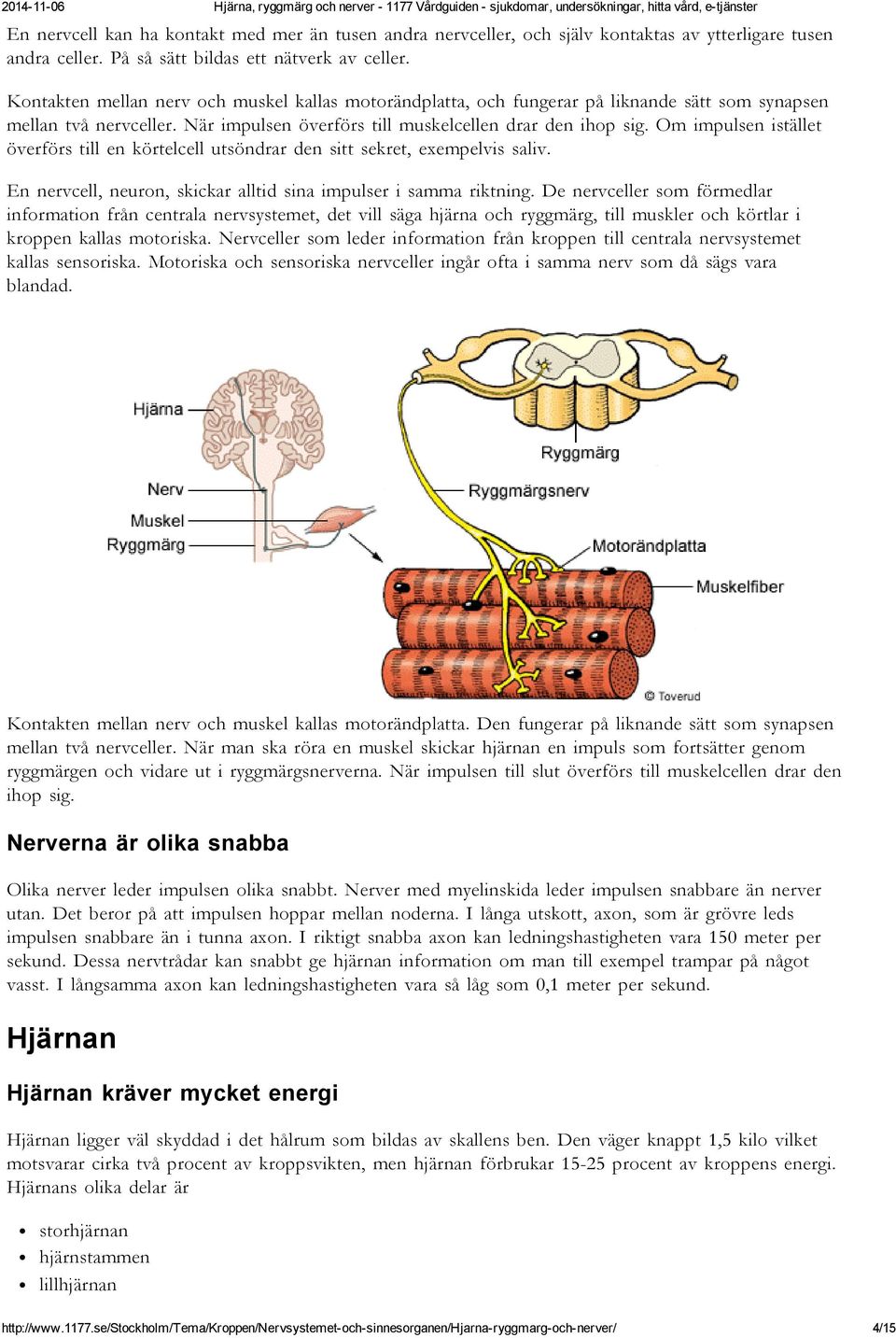 Om impulsen istället överförs till en körtelcell utsöndrar den sitt sekret, exempelvis saliv. En nervcell, neuron, skickar alltid sina impulser i samma riktning.