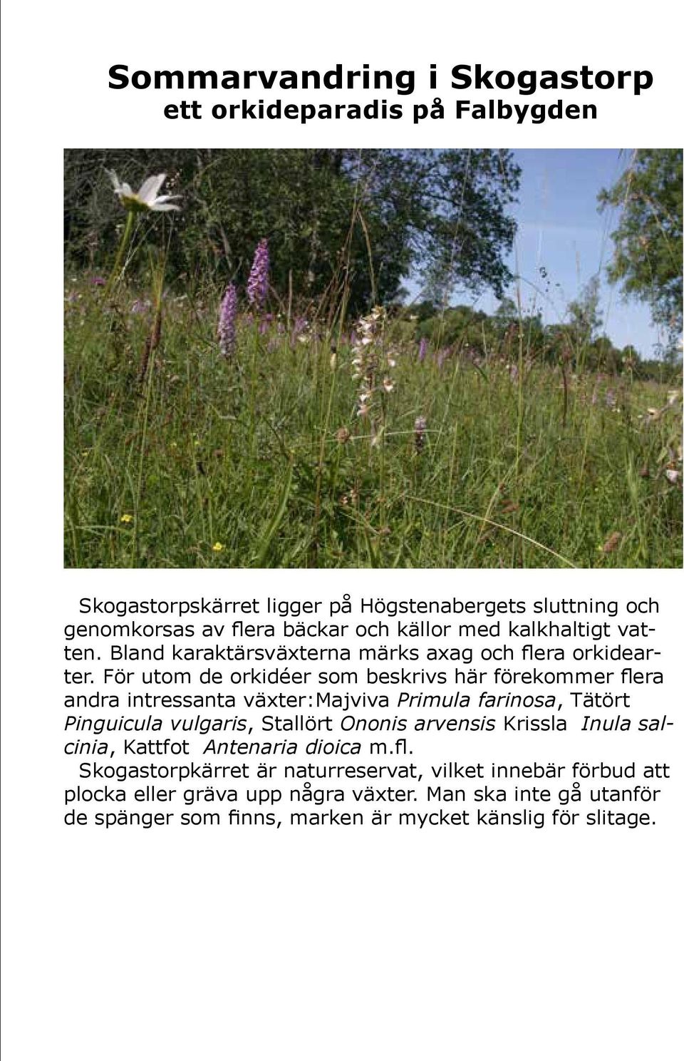 För utom de orkidéer som beskrivs här förekommer flera andra intressanta växter:majviva Primula farinosa, Tätört Pinguicula vulgaris, Stallört Ononis arvensis