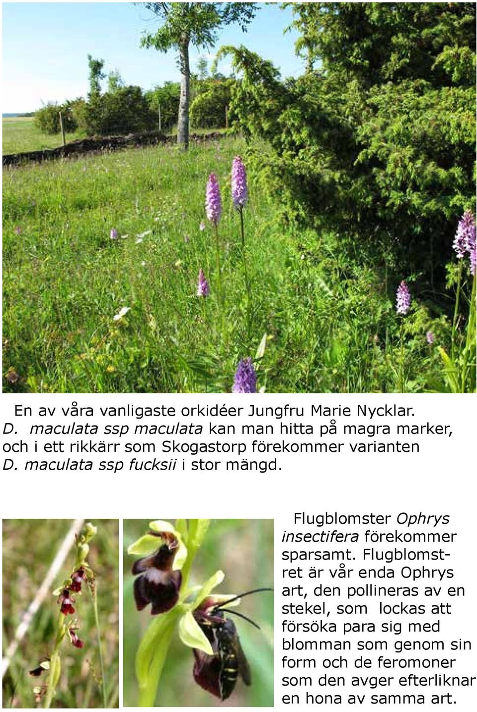 maculata ssp fucksii i stor mängd. Flugblomster Ophrys insectifera förekommer sparsamt.