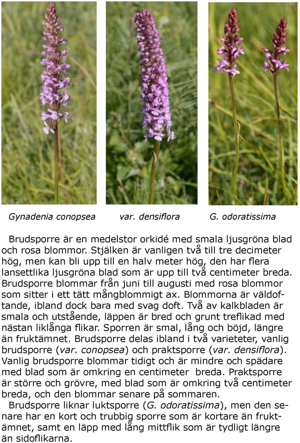 Brudsporre blommar från juni till augusti med rosa blommor som sitter i ett tätt mångblommigt ax. Blommorna är väldoftande, ibland dock bara med svag doft.