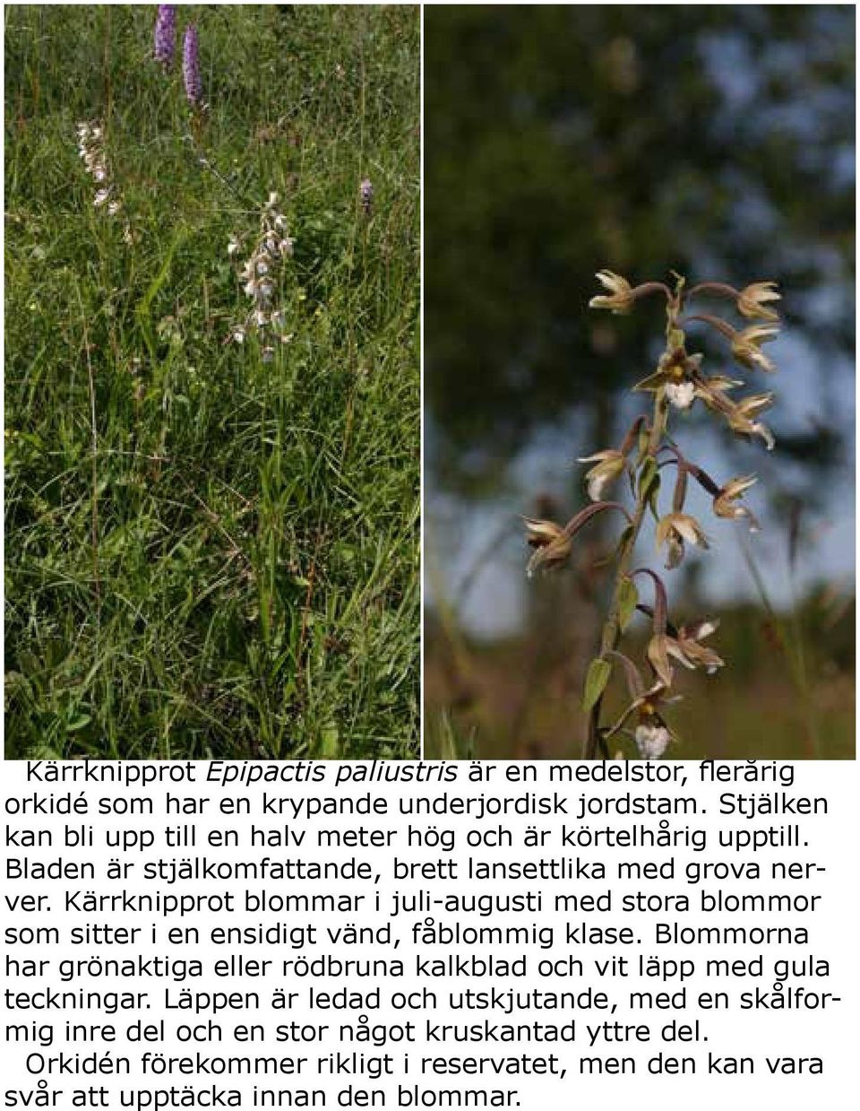 Kärrknipprot blommar i juli-augusti med stora blommor som sitter i en ensidigt vänd, fåblommig klase.