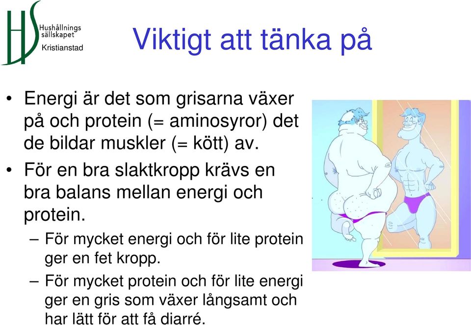 För en bra slaktkropp krävs en bra balans mellan energi och protein.