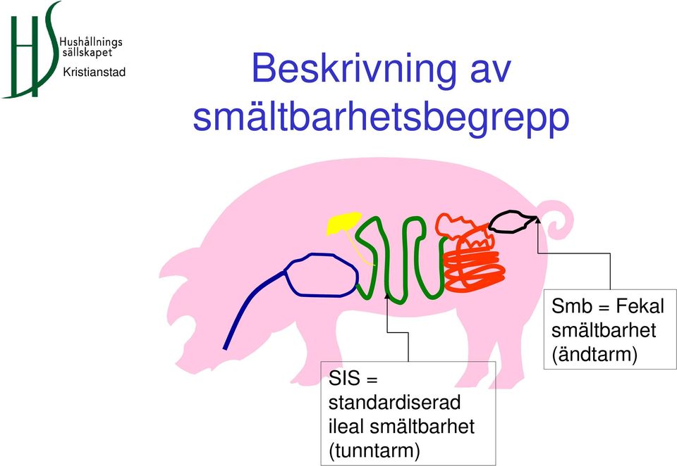 standardiserad ileal