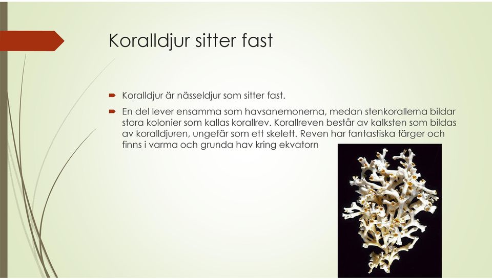 kolonier som kallas korallrev.