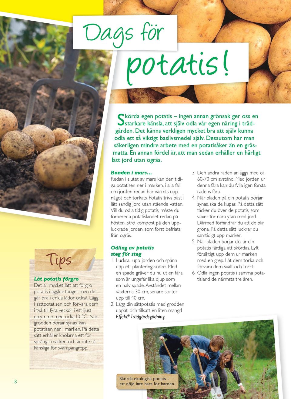En annan fördel är, att man sedan erhåller en härligt lätt jord utan ogräs. Tips Låt potatis förgro Det är mycket lätt att förgro potatis i äggkartonger, men det går bra i enkla lådor också.